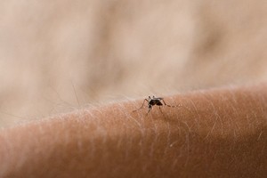 [팟캐스트] (709) 모기도 더위 먹었나, 여름 불청객이 안 보이는 이유는?