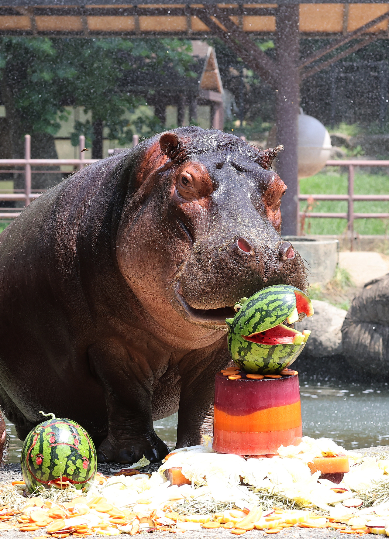 A hippopotamus at Seoul Grand Park in Gwacheon, Gyeonggi Province, enjoys a watermelon prepared by zookeepers on Friday. (Yonhap)
