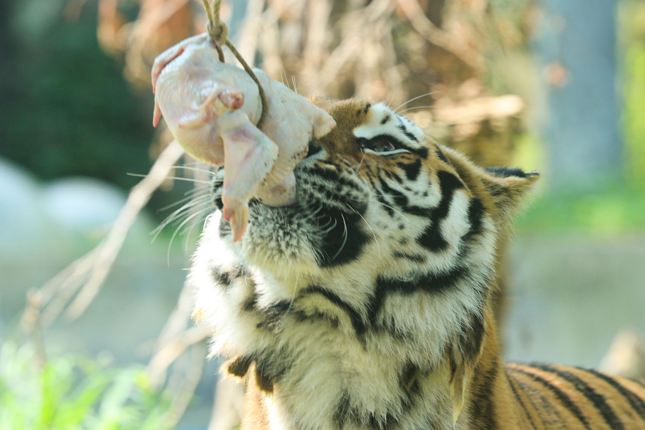 A tiger at Seoul Grand Park eats a protein-rich chicken treat prepared by zookeepers on Friday. (Yonhap)