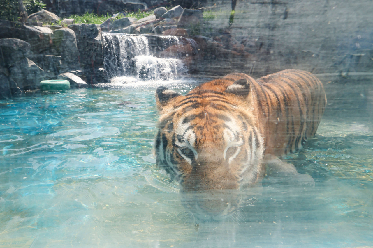 A tiger cools off in the water at Seoul Grand Park (Yonhap)